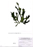 藏品(Ulva japonica (Holmes) Papenfuss)的圖片